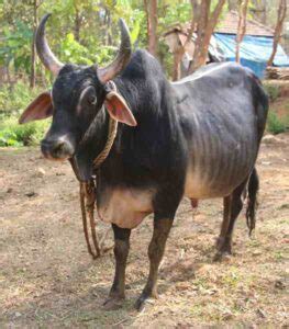 Sirohi Goat Origin Characteristics Uses Photo