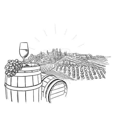 Vineyard Drawing