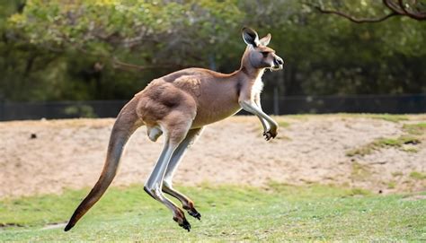 Premium AI Image | a kangaroo jumping in the air