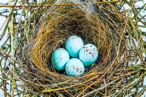 Bullfinch: female, song, nest & more - Plantura