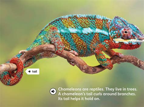 Chameleons Color Chameleons