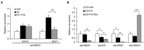 A Mcf 7 And Bt474 Cells Were Pretreated With Fulvestrant Ful Or