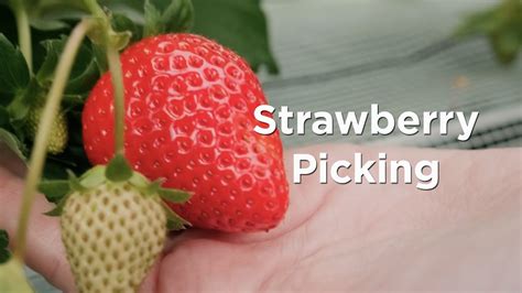 Strawberry Picking With Kadena Itt Youtube