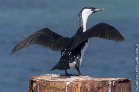 Cormorant