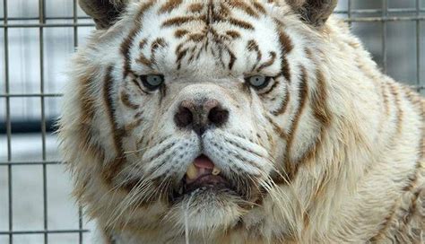 This Is Why No One Should Ever Breed White Tigers Cruze, Large Cats ...