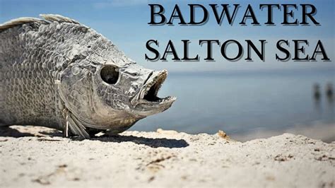 Badwater Salton Sea Ultra Running Youtube