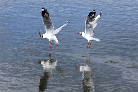 Brownheaded Gull L Catches Naked Carp Editorial Stock Photo Stock