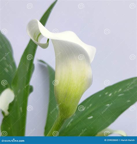 Calla Lilly Stock Image Image Of Plants Blossom Rhizome 259028845