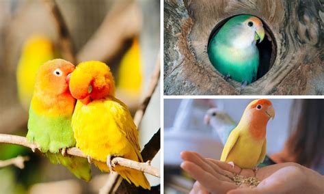 Exploring Love Birds Food: What Love Birds Eat in the Wild