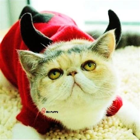 HALLOWEEN COSTUME - RED DEVIL UNTUK ANJING KUCING - Chewee.co.id