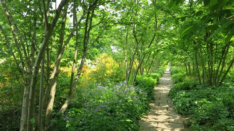 Best trees for shade: 9 top growers for shady spots | Gardeningetc