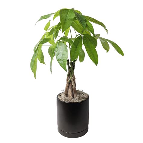 Pachira - Braided Money Tree Houseplant - Easytogrowbulbs