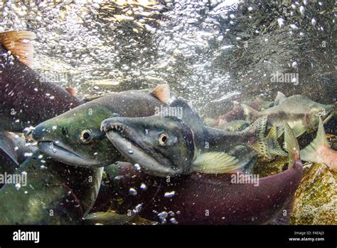 Usa Alaska Katmai National Park Underwater View Of Spawning Pink Salmon Oncorhynchus