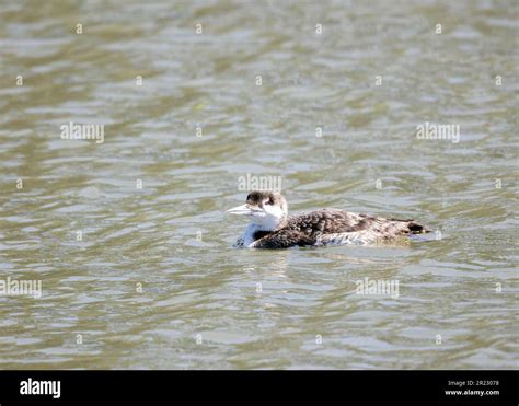 Common Loon Winter Plumage Stock Photo - Alamy