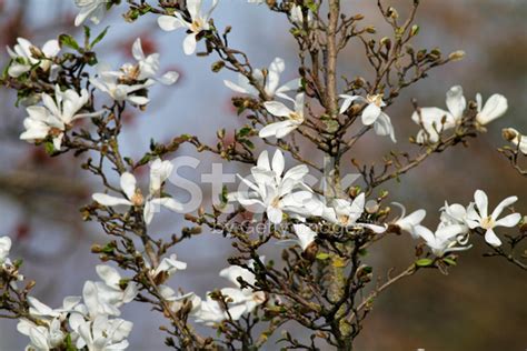 White Star Magnolia stock photos - FreeImages.com