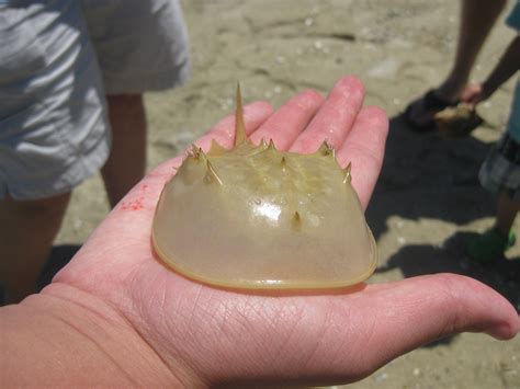 hs-crab-molt - Gulf Specimen Marine Lab