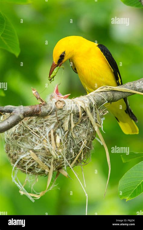 Male Eurasian Golden Oriole Sitting Near Nest With Juvenile And A