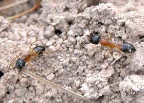 Banded Sugar Ant Camponotus Consobrinus