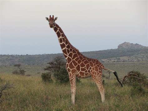 African Heat | DesignDestinations