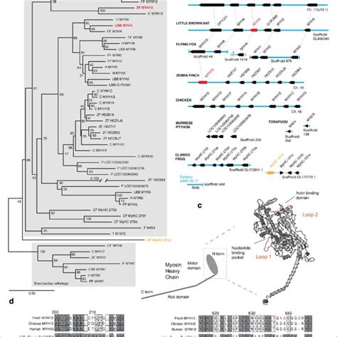 Mammals And Avians Possess Orthologous Clusters Of Myosin Heavy Chain