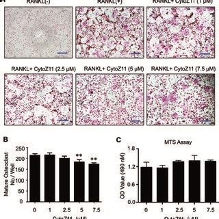 Cytochalasin Z11 CytoZ11 Inhibited RANKL Induced Osteoclastogenesis