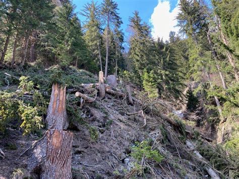 VS Boscaiolo 24enne Muore Schiacciato Da Un Albero SWI Swissinfo Ch