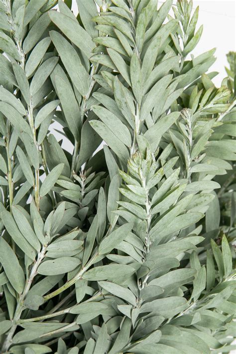 Acacia Convenyi Foliage – WAFEX