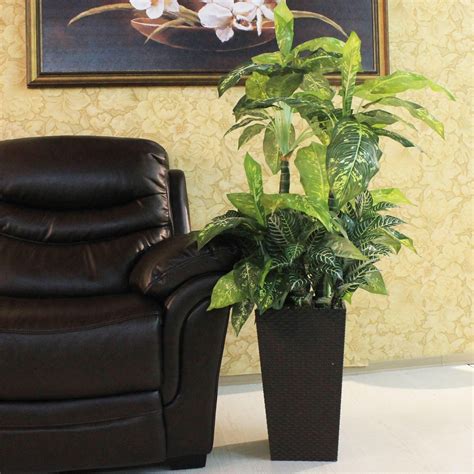 Диффенбахия в интерьере (94 фото) - красивые картинки и HD фото