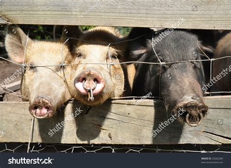 111 Pig With Nose Ring Images, Stock Photos & Vectors | Shutterstock