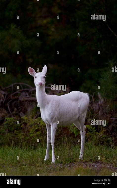 A Rare Herd Of Albino Whitetail Deer Roam The Woods In Boulder Junction