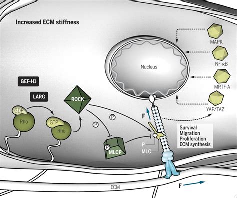 Targeting Extracellular Matrix Stiffness To Attenuate Disease From