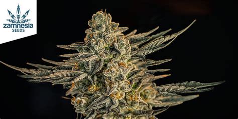 Apple Fritter Cannabis Strain Review Information Zamnesia