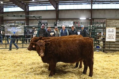 Crossroads Beef Expo Pen Youth Show Winners Your West Central Voice