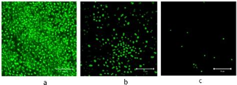 Confocal Images Of Biofilm Disruption Of A Baumannii Stained With