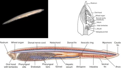 Cephalochordate Characteristics Classification Biology Notes Online