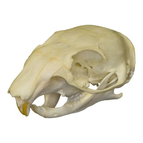 Real Tree Squirrel Skull Squirrel Skull Animal Skeletons