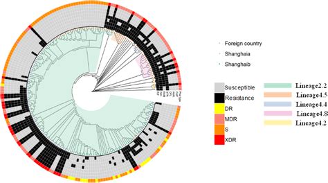 Whole-genome sequencing of Mycobacterium tuberculosis for prediction of drug resistance ...