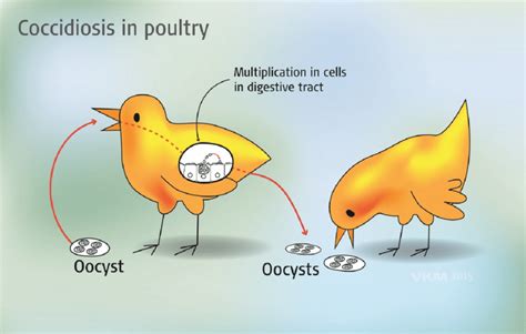 3-1 The life cycle of coccidia (Eimeria) in poultry. For more... | Download Scientific Diagram