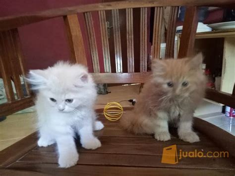 kucing Anggora (putih cowo,coklat cewe) 2 bulan | Jakarta Selatan | Jualo