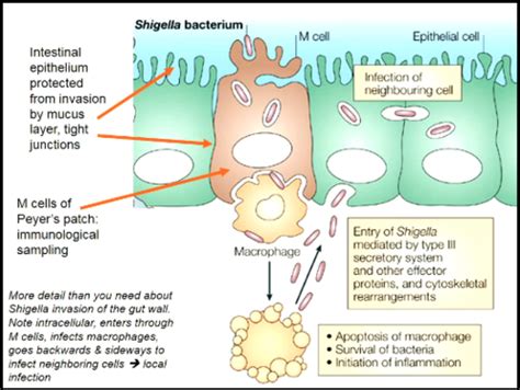 Enteric bacteria: Enterbacteriacae 1 Flashcards | Quizlet