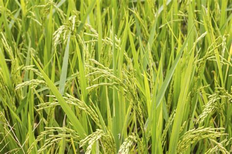 Can You Grow Your Own Rice - Tips For Planting Rice | Gardening Know How