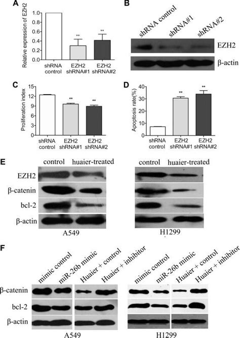 Huaier Suppresses Proliferation And Induces Apoptosis In Human