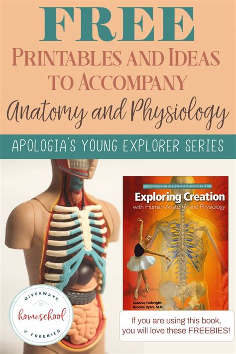 Human Anatomy Apologia Printable Anatomy Worksheets