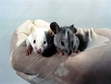 Mutant mice - Stock Image - G352/0214 - Science Photo Library