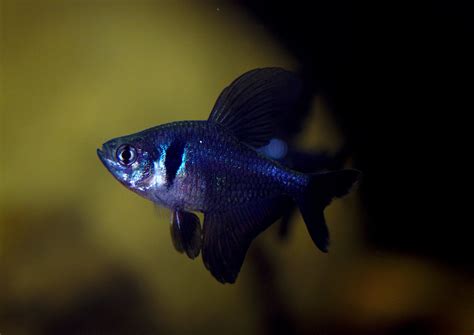 Black Phantom Tetra