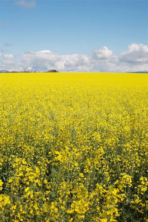 Canola Crop In Paddock Stock Image Image Of Farming 63429637