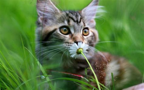 壁纸 草 野生动物 晶须 雏菊 野猫 动物群 脊椎动物 猫像哺乳动物 中小型猫 国内短发猫 生锈斑点的猫