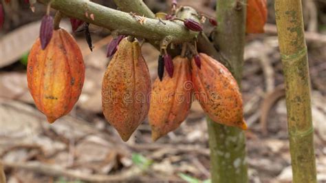 Cacao Fruit Raw Cacao Beans Cocoa Pod On Tree Stock Image Image Of