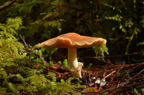 Different Types Of Edible Mushrooms With Pictures Artofit