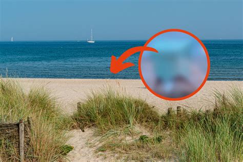 Ostsee Neuheit am Strand sorgt für Panik doch eigentlich ist sie